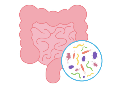 Cómo influye la microbiota en tu salud